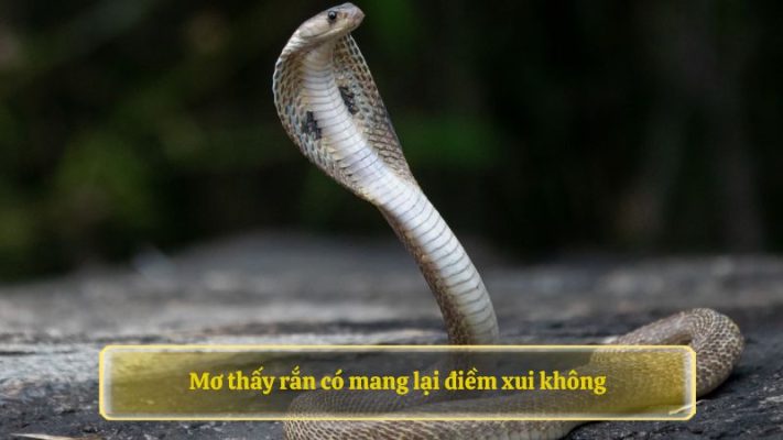 Mơ thấy rắn có mang lại điềm xui không